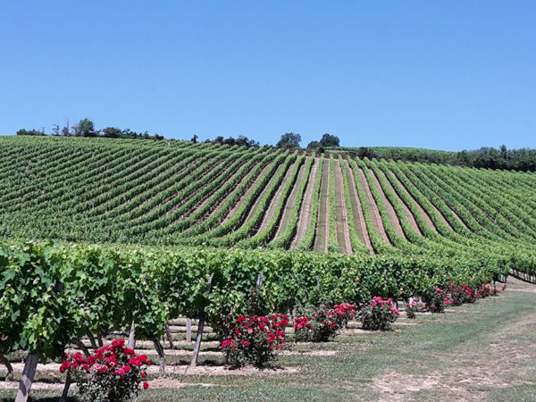 chateau-balsamine-vignes