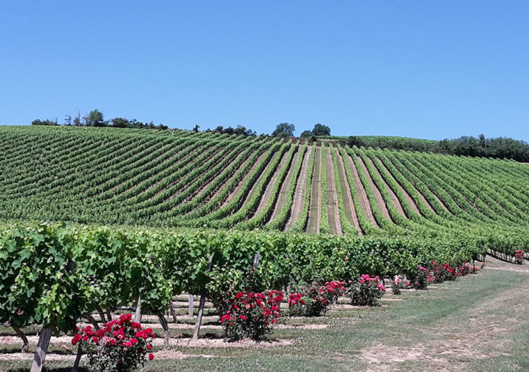 chateau-balsamine-vignes