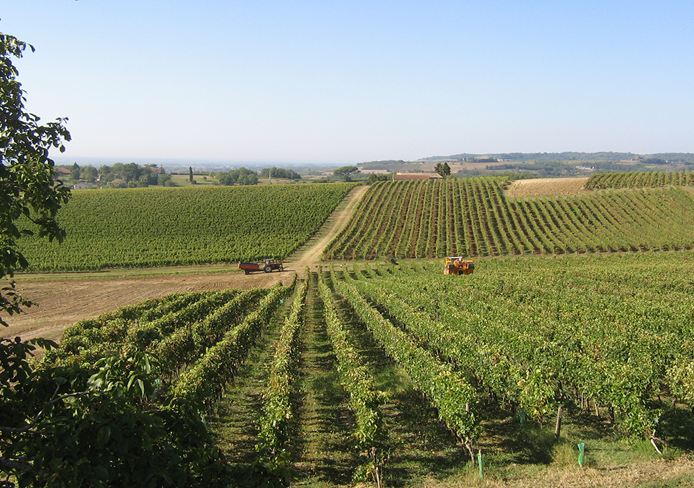 vendanges 2014 015